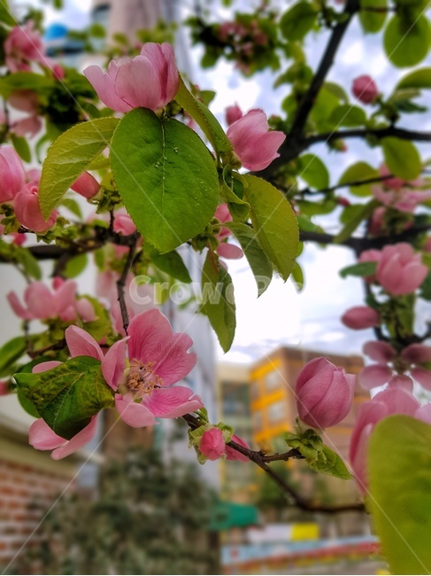 꽃,벚꽃,분홍,pink,매화,아침,식물,자연,plants,nature,꽃,flower