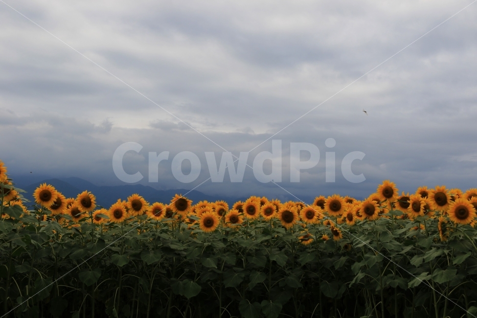해바라기,지금만나러갑니다,여름,일본,영화로케지,자연,풍경,nature,landscape,식물,plants,꽃,flower,plant,blossom