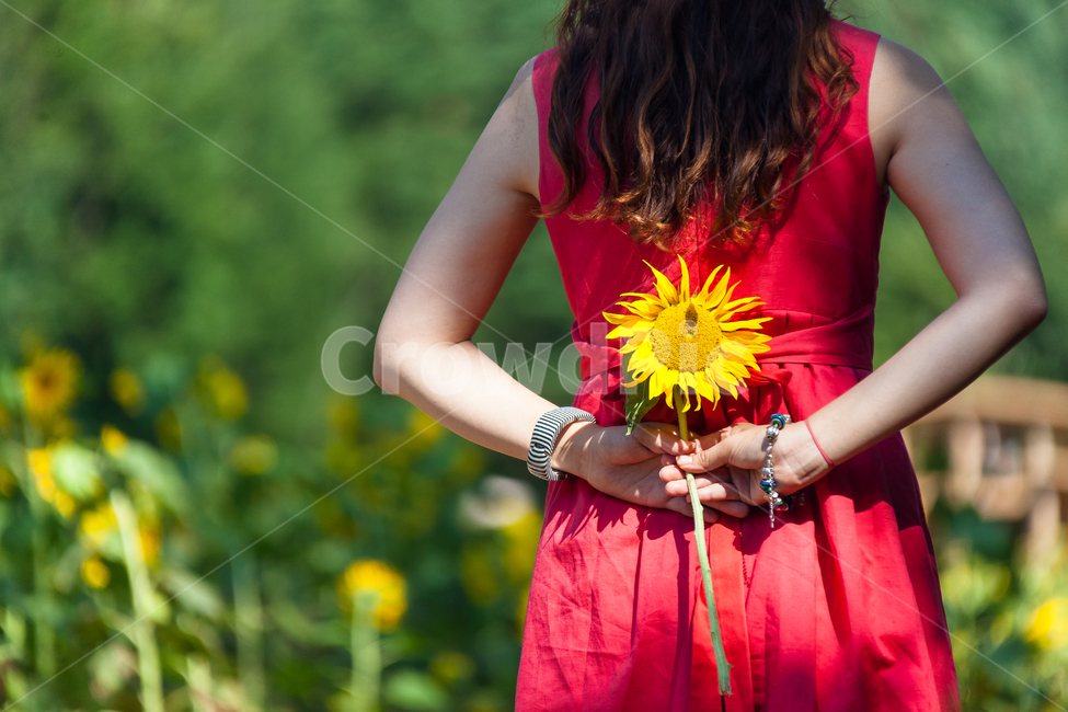 소녀,설레임,해바라기,사랑,뒷모습,기쁨,순애보,식물,자연,plants,nature,꽃,flower,사람,인물,인간,human,person,여성,여자,woman,female,lady
