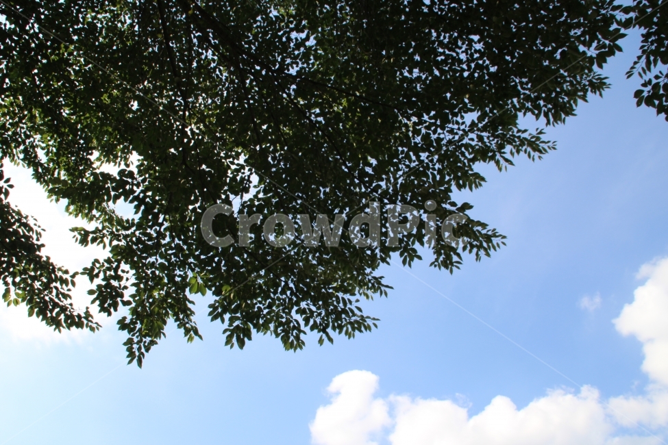 하늘,나무,시원함,맑은,sky,자연,풍경,nature,landscape,tree,plant,식물