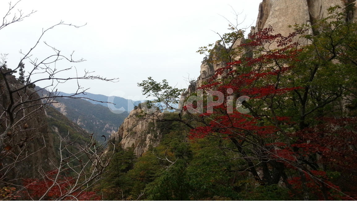 설악산,단풍,용아장성,가을,기암괴석,가을,계절,fall,autumn,season,자연,풍경,nature,landscape,한국자연풍경,한국자연경관,korea nature landscape,outdoors,옥외,plant,식물,tree,나무,cliff,낭떠러지