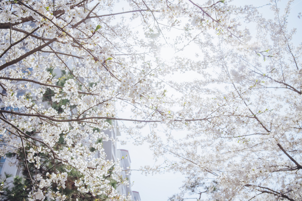벚꽃,봄,감성사진,꽃,풍경사진,휴식,힐링,cherryblossom,spring,flower,landscape,감성,emotion,emotional,봄,계절,spring,season,식물,자연,plants,nature,꽃,flower,휴식,힐링,rest,relaxation,healing,plant,cherry blossom,blossom