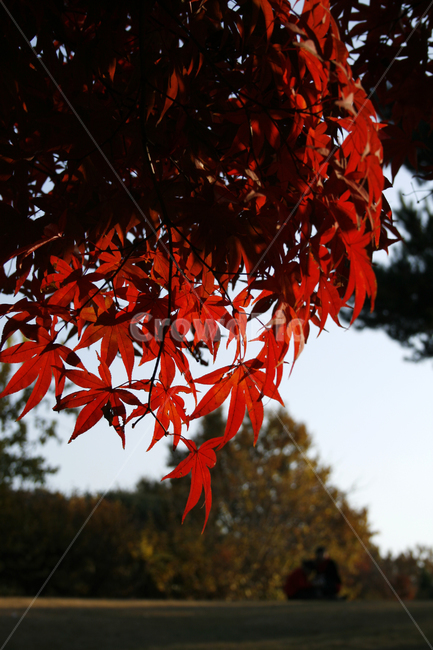 가을,단풍,풍경,나무,잎,가을,계절,fall,autumn,season,plant,식물,leaf,tree,maple