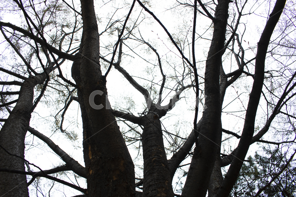 나무,우드,tree,겨울,나뭇가지