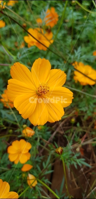 꽃,야생화,자연,노란색,식물,힐링,편안함,식물,자연,plants,nature,꽃,flower