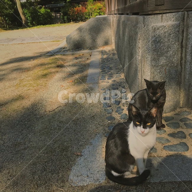 고양이,길고양이,길냥이,동물,고양이마을,색감,동물,animal,포유류,mammal,고양이,cat,kitten,kitty