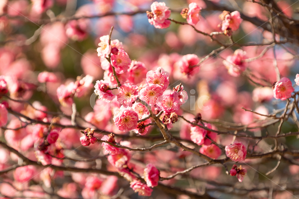봄,매화,홍매화,나무,꽃,봄꽃,봄,계절,spring,season,식물,자연,plants,nature,꽃,flower,plant,blossom