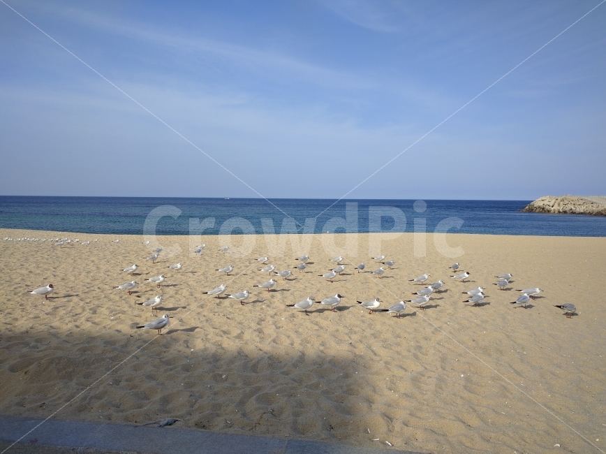 갈매기,백사장,바닷가,모래사장,모래밭,강릉,강릉바다,해변,바다,beach,sea,동물,animal,조류,새,birds