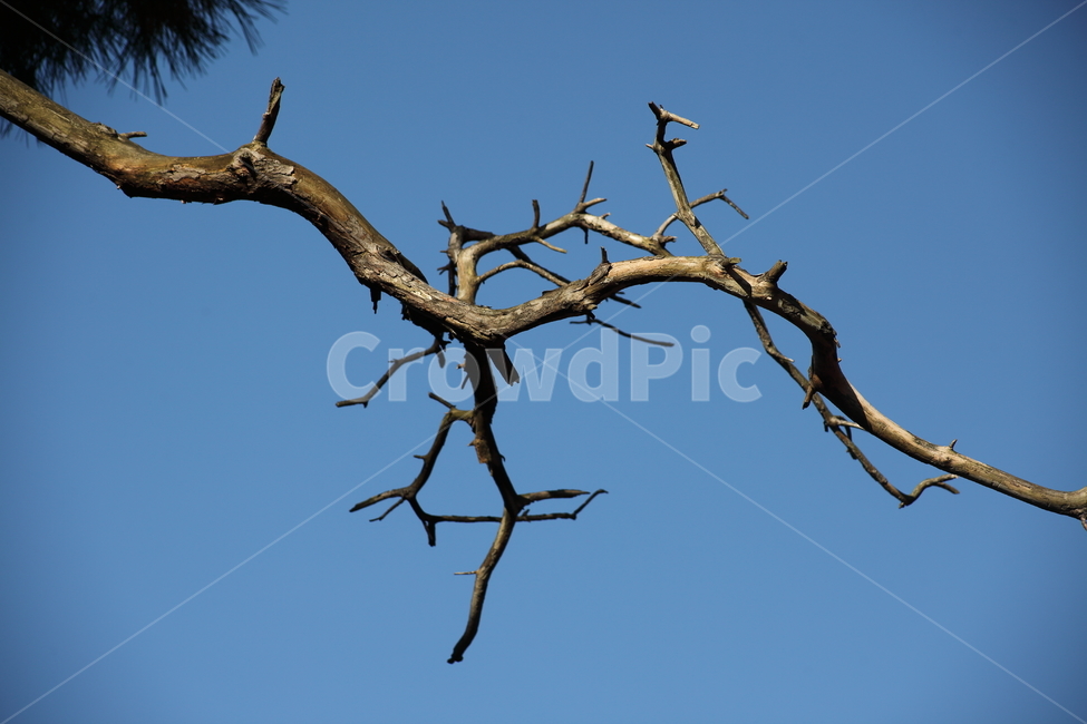 나뭇가지,죽은나무,나무,wood,branch,나무가지,나무,trees,wood