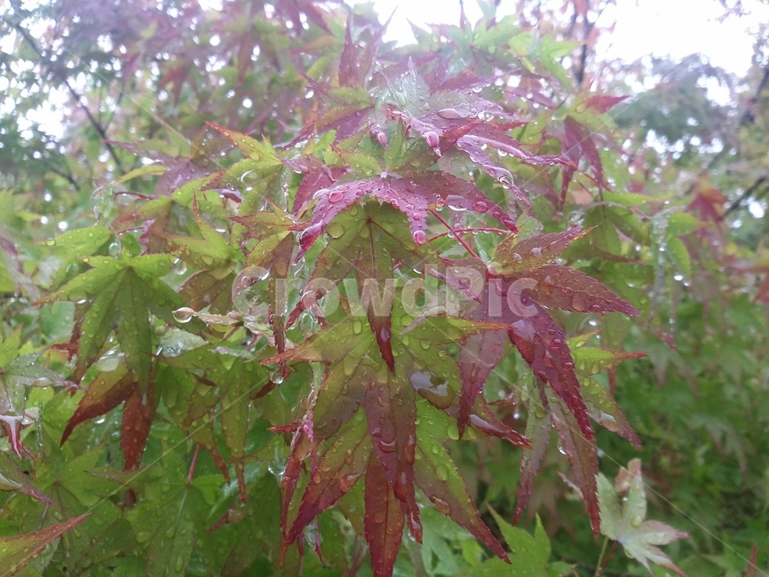 나무,tree,식물,plant,잎,leaf,단풍,식물,자연,plants,nature