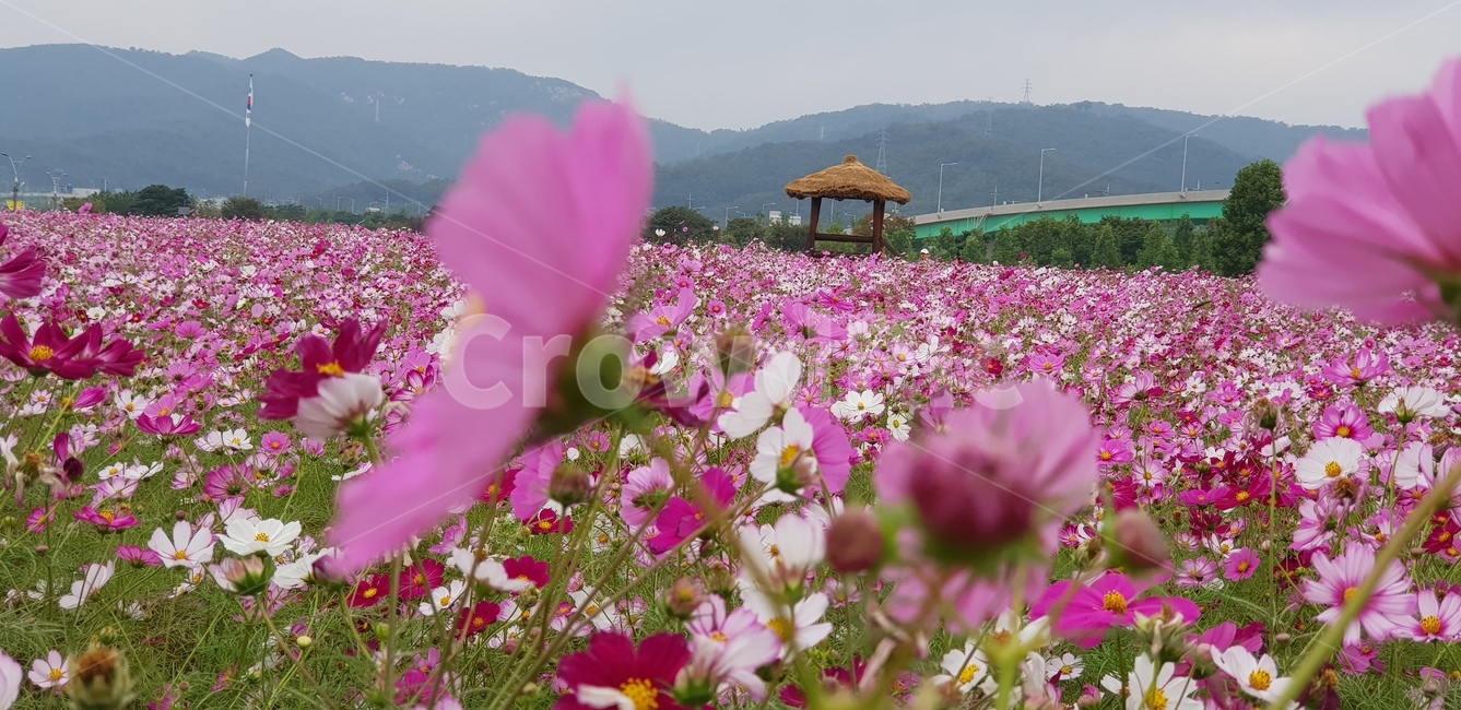 코스모스,꽃,식물,flower,정자,쉼터,하늘,들판,식물,자연,plants,nature,꽃,flower