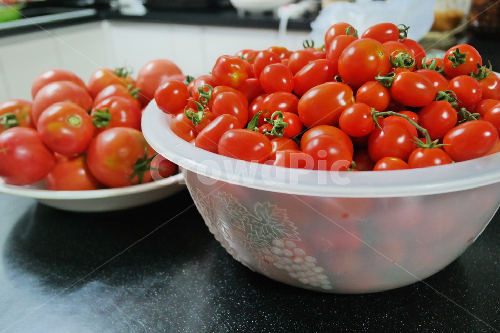 방울토마토,토마토,농작물,과일,채소,야채,먹거리,농산물,식물,작물,plant,red,빨강,신선,수확,열매,과일바구니