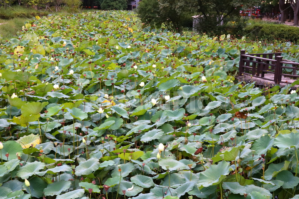 수련,연꽃,연잎,식물,수생식물,연,자연,식물,자연,plants,nature,꽃,flower