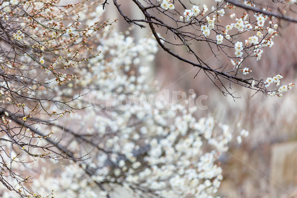 매화,식물,꽃,봄,꽃들,꽃잎,봄,계절,spring,season,식물,자연,plants,nature,꽃,flower,cherry blossom,벚꽃,plant,blossom