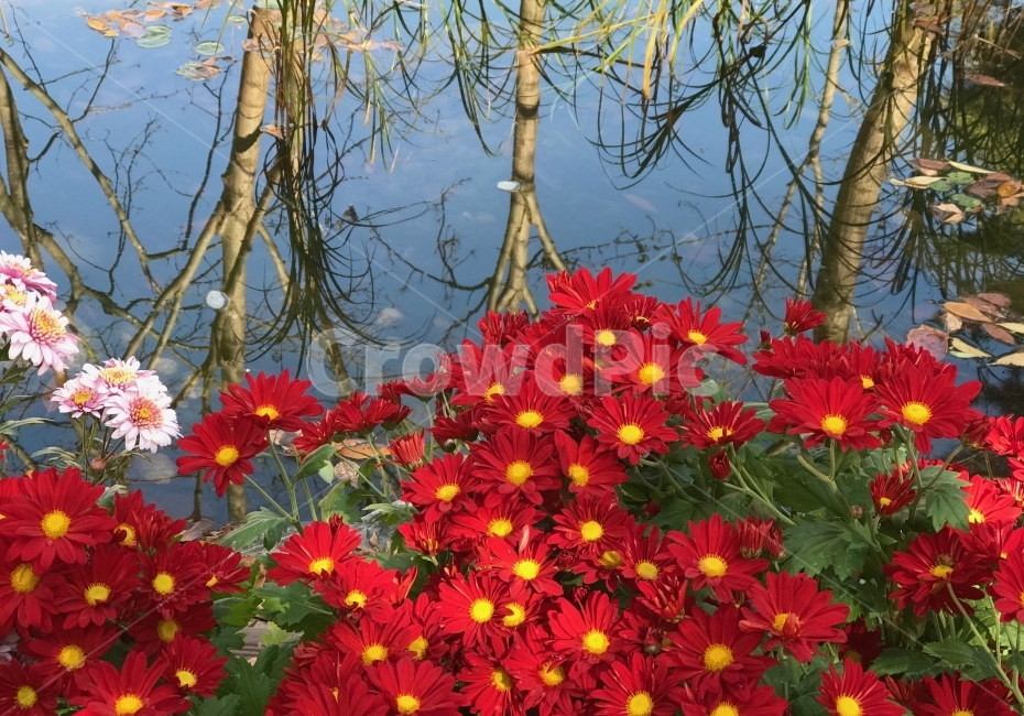 강가,국화,붉은,투영,여유,식물,자연,plants,nature,꽃,flower