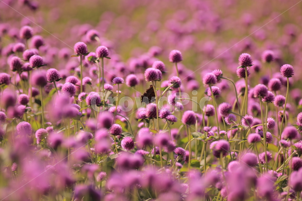 오이풀,가을꽃,burnet,빨강,보라,애기꽃,식물,자연,plants,nature,꽃,flower