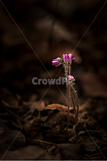 자연,풍경,꽃,야생화,노루귀,분홍노루귀,봄,접사,마크로,nature,landscape,wildflower,macro,spring,식물,자연,plants,nature,꽃,flower,감성,sensible,feeling