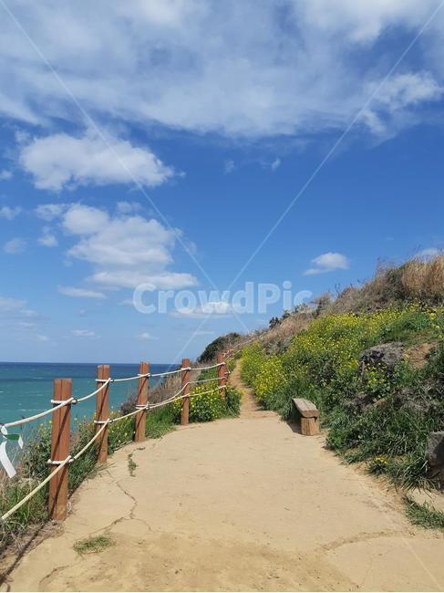 바다,하늘,구름,파도,해안선,길,들꽃,sea,sky,flower,wave,자연,풍경,nature,landscape