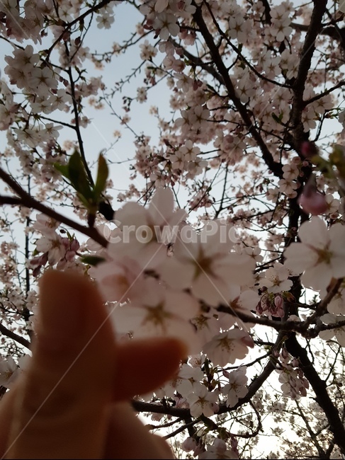 벚꽃,하트,손하트,봄,flower,식물,plant,꽃,식물,자연,plants,nature,꽃,flower