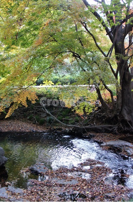 가을,단풍,나무,식물,자연,계곡물,그림자,자연풍경,감성,예쁨,아름다움,nature,autumn,trees,낙엽,가을,계절,fall,autumn,season,water,물,outdoors,옥외,creek,작은 만,stream,흐름,land,땅