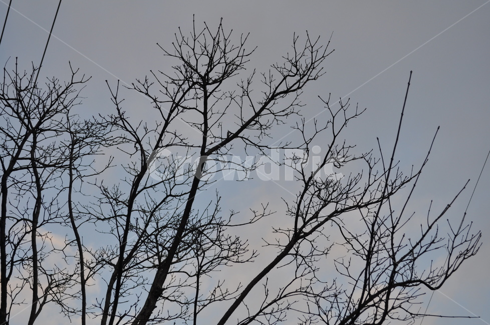 흐린날,하늘,나무,나무가지,나뭇가지,식물,자연,plants,nature,나무,trees,wood