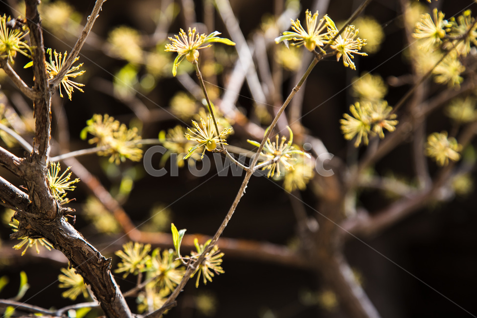 산수유,꽃,봄,노랑,flower,산수유나무,플라워,봄,계절,spring,season,식물,자연,plants,nature,꽃,flower,plant