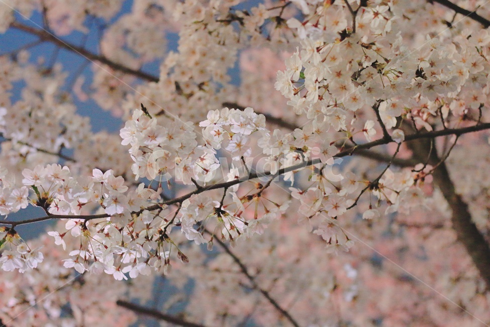 벚꽃,꽃,봄,자연,풍경,석촌호수,봄,계절,spring,season,plant,식물,flower,blossom