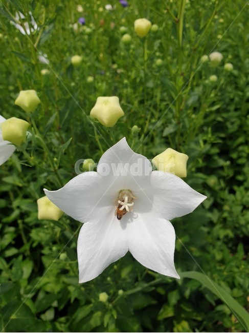 식물,plant,꽃,blossom,dalsles,flower,한국자연풍경,자연풍경,풍경,배경,외로운,흰색,하얀,하얀꽃,landscape,koreanaturelandscape,분위기,emotion,청초한,깨끗한,초록,풀밭,green,white,순백의,한송이,맑은