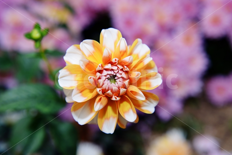 가을,계절,단풍,나무,자연,풍경,꽃,autumnal,season,autumncolors,nature,landscape,scenery,scene,view,flower,bloom,식물,자연,plants,nature,꽃,flower