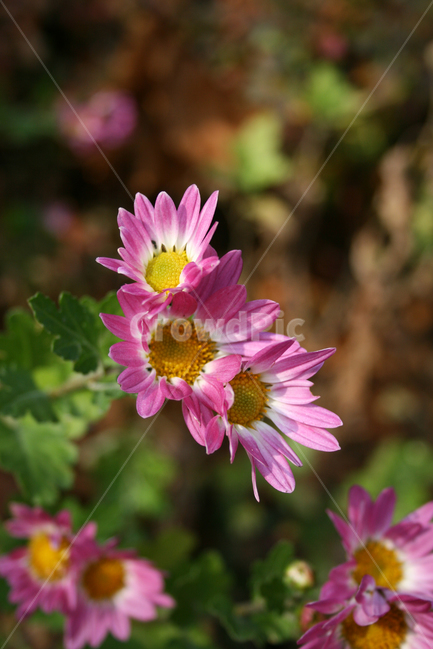 소국,국화,가을,식물,flower,plants,nature,꽃,꽃봉오리,꽃밭,식물,자연,plants,nature,꽃,flower