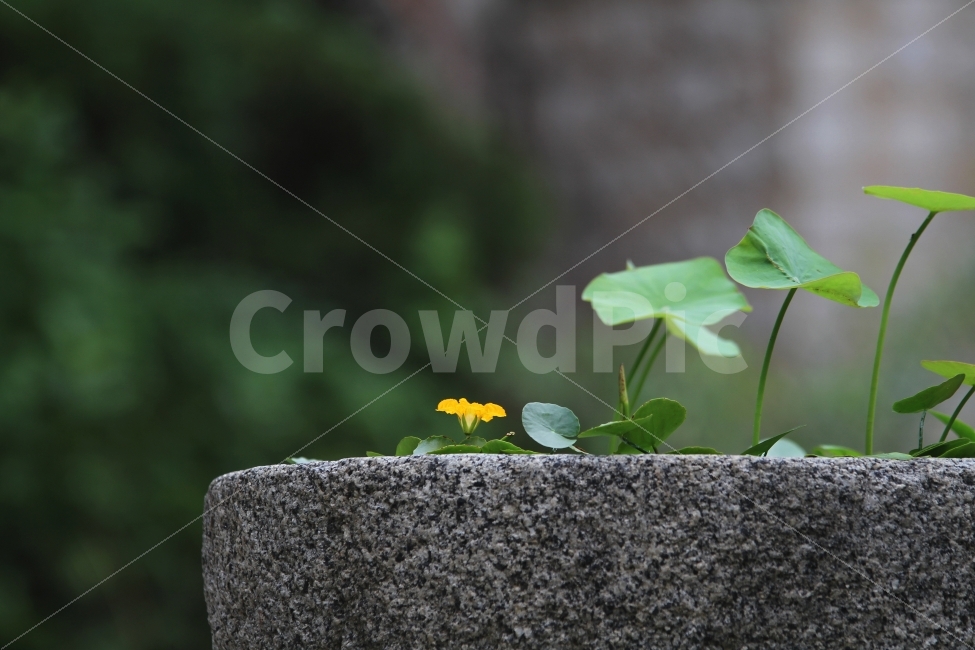 돌확사진,꽃사진,어리연꽃,감성사진,식물사진,식물,자연,plants,nature,꽃,flower