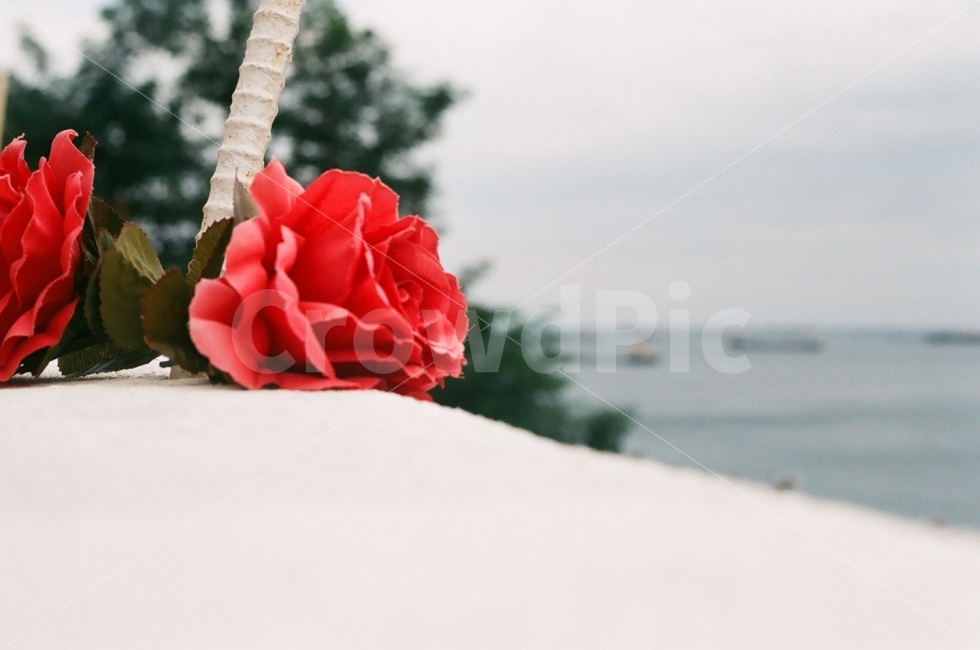 바다,장미,꽃,풍경,자연,감성사진,감성,필름,필름카메라,film,식물,자연,plants,nature,꽃,flower,감성,sensible,feeling