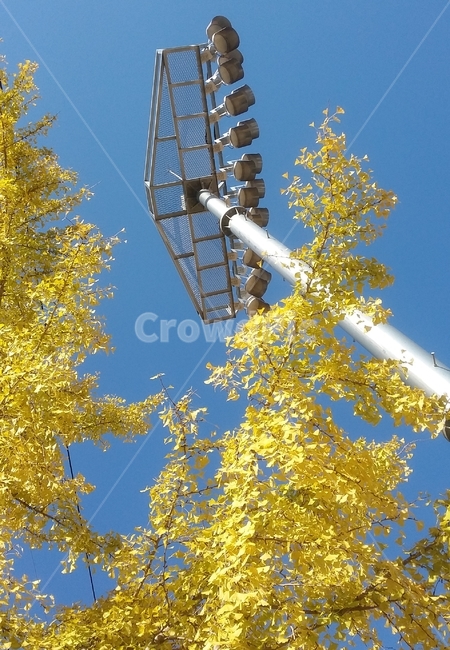 하늘,푸른하늘,푸른색,autumn,leaves,gingko,tree,sky,blue,은행,은행잎,은행나무,나무,나뭇잎,노란색,나뭇가지,가을,풍경,yellow,branch,가을,계절,fall,autumn,season,식물,자연,plants,nature,나무,trees,wood