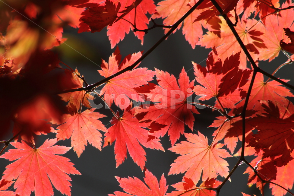 단풍,단풍나무,엽록소,가을,redleaves,가을,계절,fall,autumn,season,plant,식물,leaf,잎,tree,나무,maple