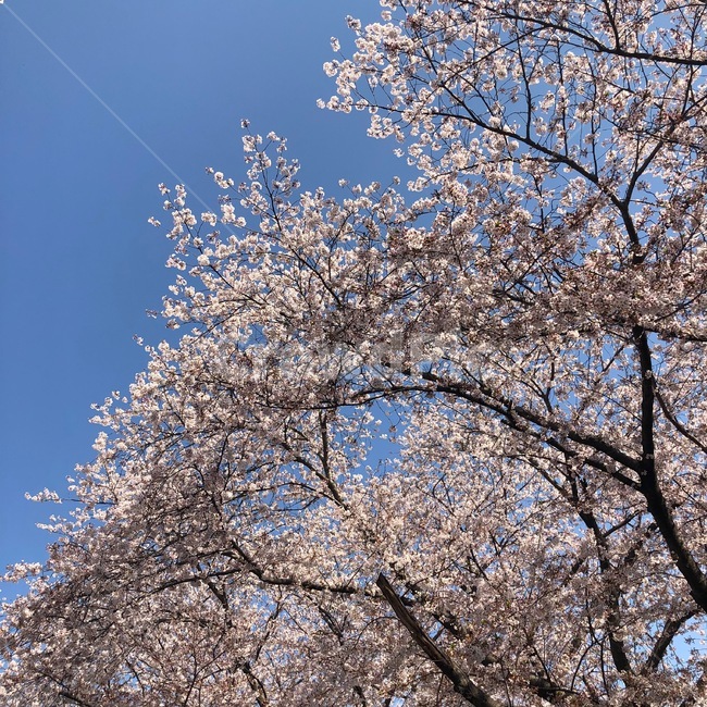 plant,식물,cherryblossom,벚꽃,blossom,꽃,flower,진해,군항제,봄,계절,spring,season,식물,자연,plants,nature,꽃,flower,cherry blossom