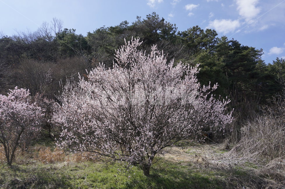 벚꽃,하늘,분홍,숲,봄