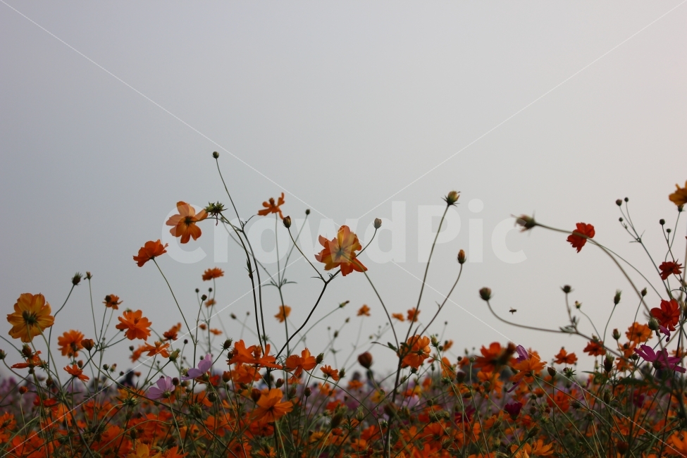 가을,계절,추위,가을하늘,꽃,코스모스,주황색,플라워,꽃밭,하늘공원,autumn,weather,flower,skypark,cool,season,orange,가을,계절,fall,autumn,season,식물,자연,plants,nature,꽃,flower