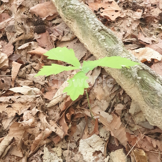 새싹,외로움,굳센,스스로,힘,에너지,양분,생명,풀