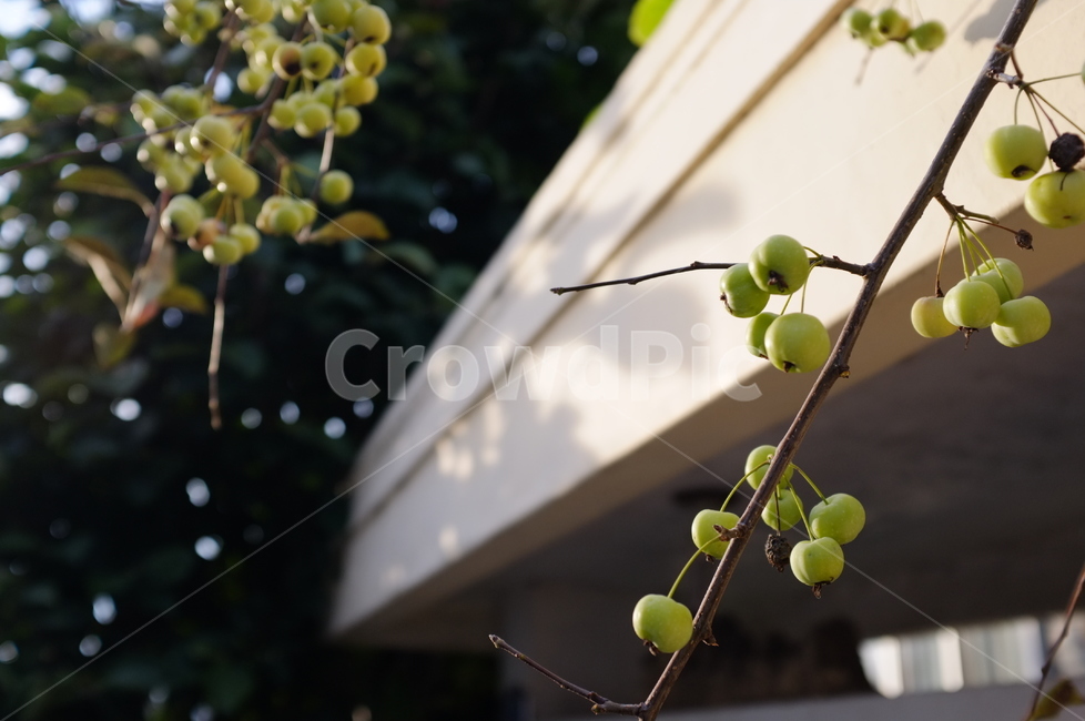 열매,나무,나뭇가지,식물,tree,plant,fruit