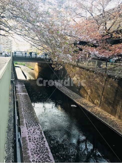 cherryblossom,벚꽃,일본,japan,봄,spring,도랑,수로