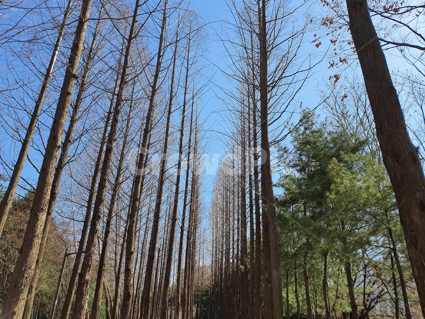 나무,하늘,겨울,나뭇가지,자연,풍경,tree,plant,treetrunk,나무줄기