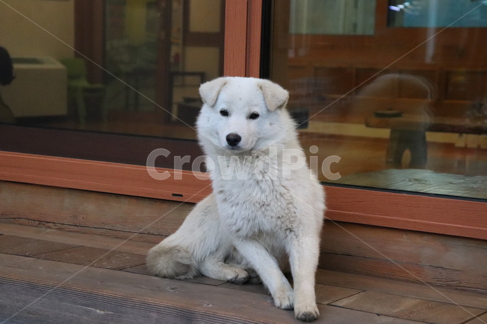 wood,나무,hardwood,견목,강아지,시골개,흰둥이,흰색진돗개,진돗개,진도개,동물,animal,포유류,mammal,개,강아지,dog,doggy