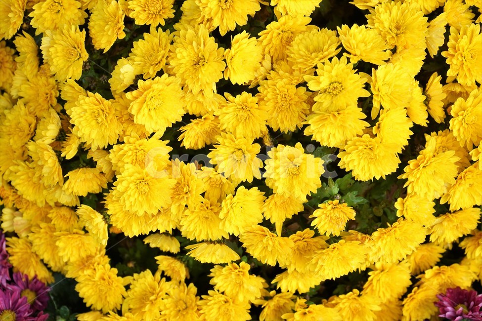 가을,국화,노랑,우아,chrysanthemum,autumn,elegance,fall,yellow,flower,season,smell,bloom,우아함,계절,꽃,floral,nobility,고귀함,향기,가을대표,가을꽃,식물,노랑꽃,꽃봉오리,국화꽃,plant,식물,자연,plants,nature,꽃,flower