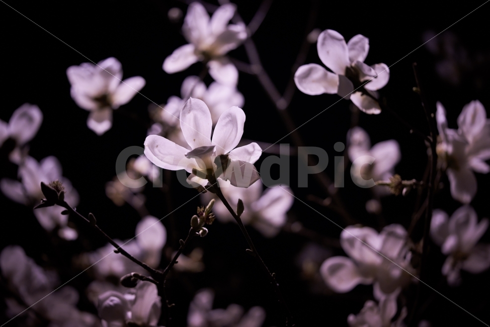 목련,개화,봄,꽃,밤,가로등,식물,자연,plants,nature,봄,계절,spring,season,꽃,flower,plant,blossom
