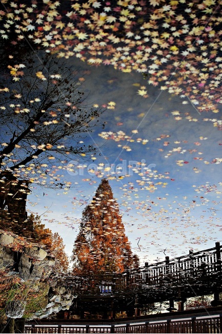 단풍,반영사진,나무,몽환,호수,연못,reflection,maple,tree,fantasy,가을,계절,fall,autumn,season,자연,풍경,nature,landscape,plant,식물