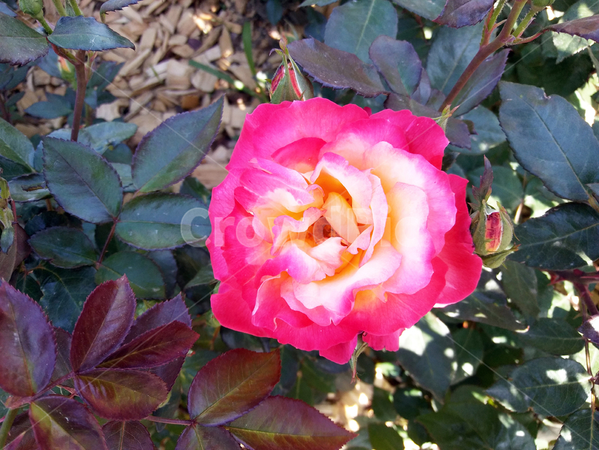 장미,꽃,공원,빨간꽃,녹색,빨간색,힐링,휴식,6월,따스함,식물,자연,plants,nature,꽃,flower