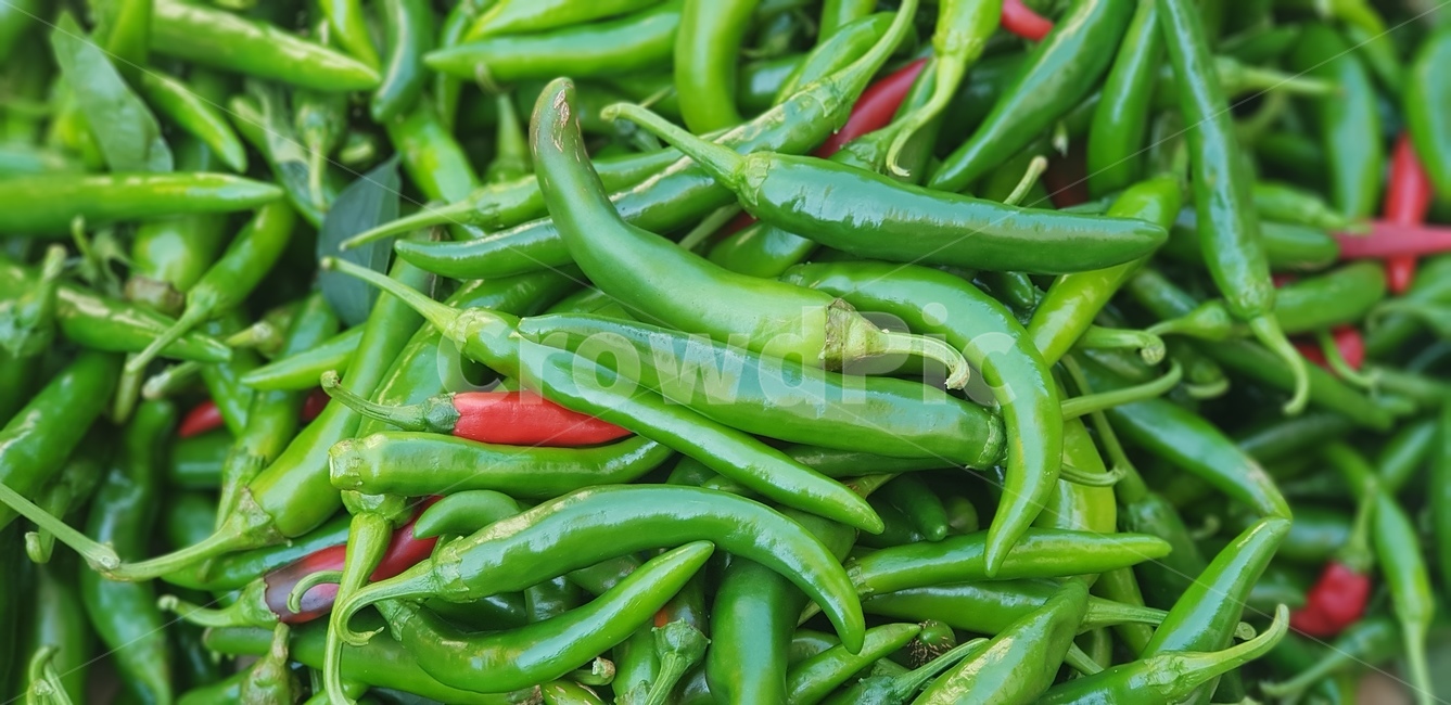 고추,파란고추,풋고추,매운고추,텃밭,음식,식재료,요리,food,cook,meal,dishes,food reserves,채소,야채,vegetables