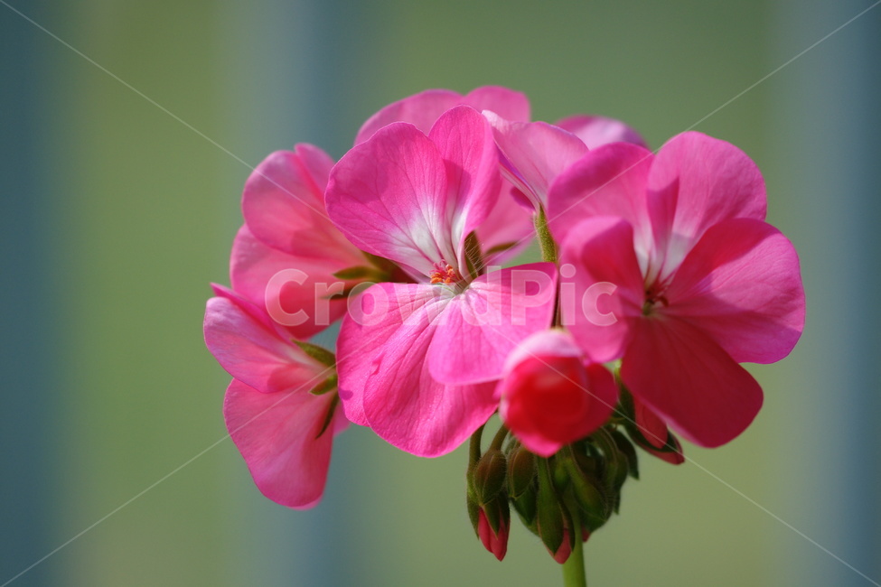 제라늄,꽃,봄,분홍색,꽃술,화사,식물,자연,plants,nature,꽃,flower