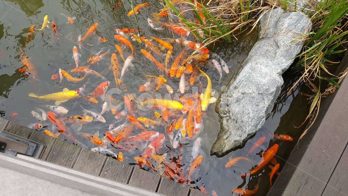 잉어,비단잉어,물고기,관상어,물고기떼,동물,animal,어류,물고기,fish