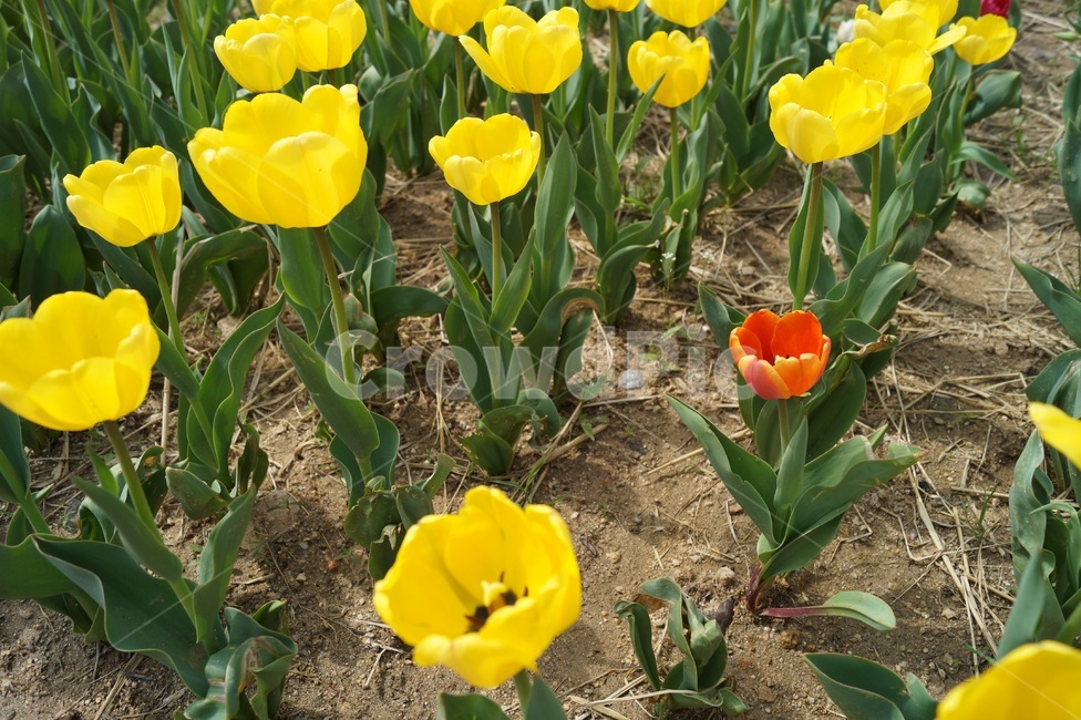 봄,튤립,꽃,꽃밭,flower